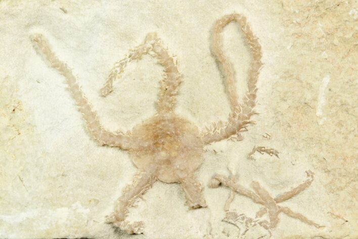 Jurassic Brittle Star Fossil - Solnhofen #244337